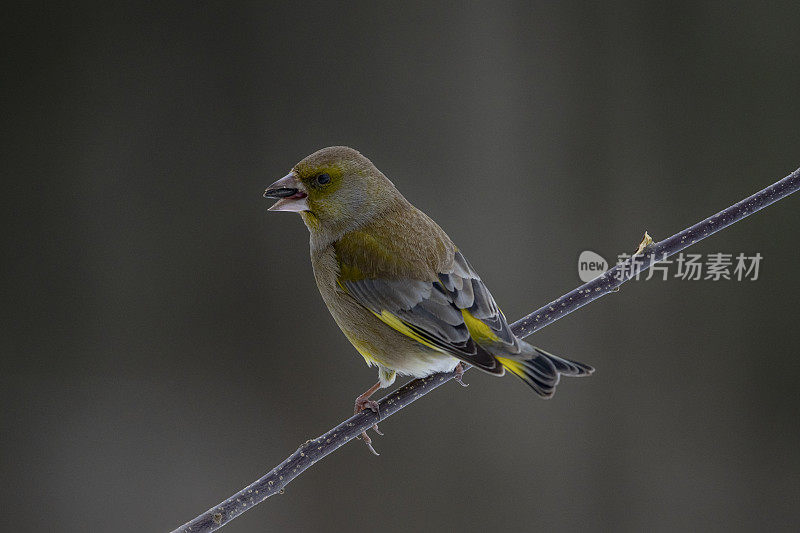 冬天的欧亚绿雀(Chloris Chloris)， Bialowieza，波兰